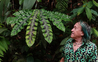 Patrick Blanc looking at the brown striate and undulate leaves of Etlingera rubrostriata, Berembun FR, Negeri Sembilan, Malaysia, April 2023