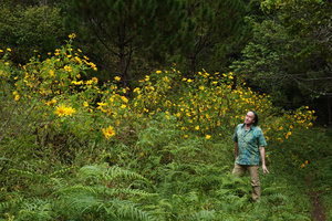 Patrick Blanc looking at the central American invasive Tithonia diversifolia, surprisingly one of the symbolic flowers of Dalat, Bidoup Nui Ba NP, Vietnam, Nov. 2019
