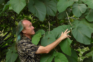 Patrick Blanc looking at the common Piper auritum in the botanical garden, Medellin, Colombia, Nov. 2016