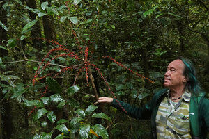 Patrick Blanc looking at the compound leaf and infructescence with dark orange berries of Heptapleurum (syn. Schefflera) bipalmatifolia, Mt kinabalu, 1600 m asl, Sabah, Borneo, July 2022