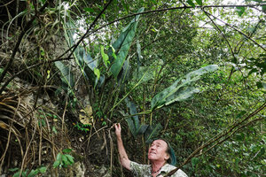Patrick Blanc looking at the coriaceous glaucous leaves of the big saxicolous Anthurium cf. parvispathum, Chicaman, Quiche, Guatemala, Dec. 2019