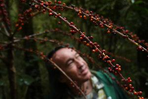 Patrick Blanc looking at the dark orange berries of Heptapleurum (syn. Schefflera) bipalmatifolia, Mt kinabalu, 1600 m asl, Sabah, Borneo, July 2022