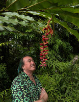 Patrick Blanc looking at the dark red bracts of the hanging inflorescence of Alpinia nutans, quite similar to some American Heliconia, Seram, 600 m asl, Moluccas, April 2024