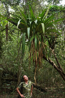 Patrick Blanc looking at the epiphytic Bromeliad, Androlepis skinneri with maturing infructescence, Las Guacamayas, Peten, Guatemala, Jan. 2020