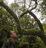 Patrick Blanc looking at the epiphytic tiny fern, Lemmaphyllum microphyllum, the Peak, Hong Kong, April 2016