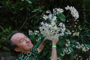 Patrick Blanc looking at the five tepaled female flowers of a Begonia, Finca el Pilar, Antigua, Guatemala, Dec. 2019