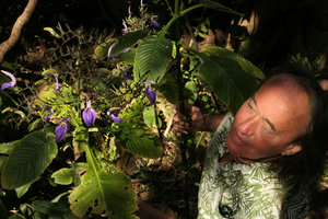 Patrick Blanc looking at the flowers of Brillantaisia cicatricosa in man made shaded rivulet, Kasane, near entrance Chobe NP, Botswana, Sept. 2017
