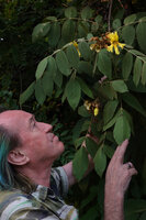 Patrick Blanc looking at the flowers of Markhamia obtusifolia, Lupita island, Kipili, Lake Tanganyika, Tanzania, Jan. 2021
