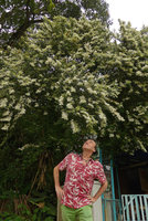 Patrick Blanc looking at the fragrant Ligustrum sinense, Lamma island, Hong Kong, April 2016