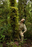 Patrick Blanc looking at the giant epiphytic moss Spiridens reinwardtii, Rondon Ridge, 2000 m asl, Mount Hagen, Papua New Guinea, March 2016