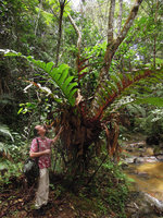 Patrick Blanc looking at the giant fronds of Aglaomorpha heraclea, Fraser's Hill, Malaysia, March 2015