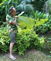 Patrick Blanc looking at the giant leaves of a cultivated Leea macrophylla, Railay, Krabi, Thailand, Dec 2015