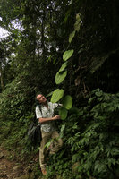 Patrick Blanc looking at the giant leaves of Smilax elegantissima climbing at forest edge, Nam Cang, Sapa, Vietnam, Nov. 2017