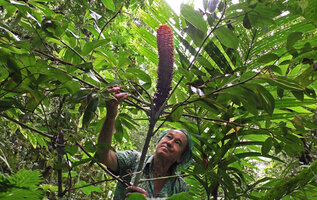 Patrick Blanc looking at the huge inflorescence of Tapeinochilos cf. salomonensis, Imbu Rano, Kolombangara, Solomon Islands, Sept. 2019