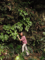 Patrick Blanc looking at the huge leaves of Phyllagathis maxwellii on a shaded vertical cliff, Endau Rompin, Malaysia, April 2015