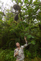 Patrick Blanc looking at the huge tubers of the epiphytic Hydnophytum grandiflorum, Des Voeux peak, Taveuni, Fiji, Aug. 2016