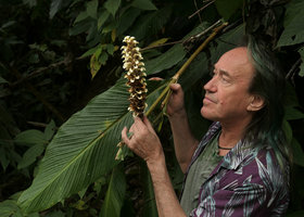 Patrick Blanc looking at the inflorescence of Larsenianthus (syn. Hitchenia) careyanus, Putao, Kachin, Myanmar, Dec. 2017