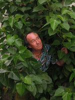 Patrick Blanc looking at the leaves of a Ficus rumphii, Georgetown, Penang, Malaysia, June 2015