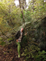Patrick Blanc looking at the linear juvenile leaves of Pseudopanax crassifolius, Auckland, New Zealand, Dec 2012