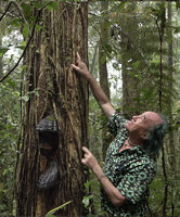 Patrick Blanc looking at the long feeding roots of Rhaphidophora schlechteri climbing to 15 m along tree trunk, Kwau, 1600 m asl, Arfak Mts, West Papua, May 2025
