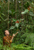Patrick Blanc looking at the long peltate leaves and brown inflorescences of Macaranga vitiensis, Colo-I-Suva, Viti Levu, Fiji, Aug. 2016