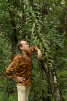 Patrick Blanc looking at the main climbing stem of a wide leaved Freycinetia species, Colo-I-Suva, Viti Levu, Fiji, Aug. 2016