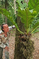 Patrick Blanc looking at the matted root system of the low epiphyte Anthurium schlechtendalii, Tikal, Peten, Guatemala, Jan. 2020