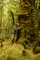 Patrick Blanc looking at the mosses covering an old Nothofagus fusca trunk, Fjordland NP, New Zealand, Jan 2013