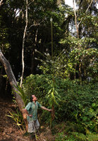 Patrick Blanc looking at the much branched terminal inflorescence of the monocaulous Lobelia nicotianifolia, Brahmagiri WS, Karnataka, India, Jan. 2023