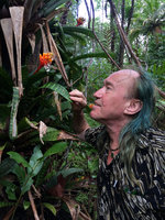 Patrick Blanc looking at the mucilaginous substance dribbling out of the Guzmania musaica inflorescence in coastal swamp forest, Arusi, Nuqui, Choco, Colombia, Nov. 2016