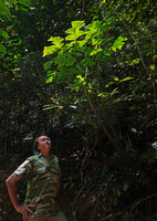 Patrick Blanc looking at the multipartite leaf of Anchomanes abbreviatus, Sonjo waterfall, Udzungwa NP, Tanzania, Jan. 2021