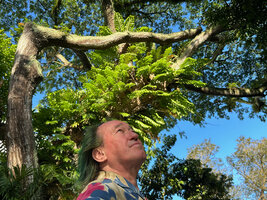 Patrick Blanc looking at the new fronds of the epiphytic Drynaria quercifolia on a street tree, Singapore, March 2023