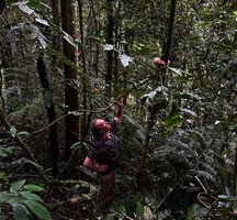 Patrick Blanc looking at the pink terminal inflorescence of the monocaulous Osmoxylon cf. sessiliflorum, Kwau, 1600 m asl, Arfak Mts, West Papua, May 2025