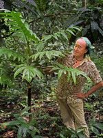 Patrick Blanc looking at the pinnate leaves of the tall stemmed Alocasia brancifolia in forest understory, Manokwari, West Papua, May 2025