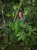 Patrick Blanc looking at the pinnatifid leaves of Aralidium pinnatifidum, along Sungei Bertam, Ringlet, 600 m asl, Cameron Highlands, Malaysia, Sept. 2025