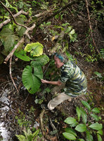 Patrick Blanc looking at the puberulous leaf lower surface of Alocasia puber in its swampy habitat, Bukit Panchor, Penang, Malaysia, Feb. 2019