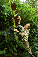 Patrick Blanc looking at the red anthocyanic undersurface of Piper magnificum leaves, Manu NP, 1500 m, Peru, Aug 2014