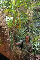 Patrick Blanc looking at the roots of the epiphytic Cordyline mauritiana, Belouve, La Reunion, Oct. 2015