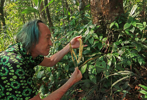 Patrick Blanc looking at the sori of Woodwardia harlandii, surrounded by the hitherto not yet described Perilimnates banaensis, Ba Na Hills, Da Nang, Vietnam, Oct. 2018