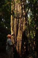 Patrick Blanc looking at the suberised hanging aerial roots of Scindapsus maclurei, Kaeng Krachan NP, Thailand, Jan 2015