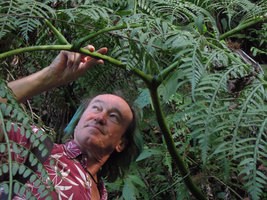 Patrick Blanc looking at the swollen rachis bases of Marattia laevis, Aguas Calientes, Machu Picchu, Peru, Aug 2014