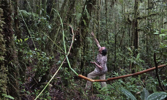 Patrick Blanc looking at the tall climbing stems of Racemobambos ceramica reaching the forest canopy without any clinging structure, Manusela NP, 1100 m asl, Seram, Moluccas, April 2024