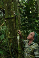 Patrick Blanc looking at the unusually large trunk of a tree Piper amalago, Yasuni NP, Ecuador, Aug. 2021