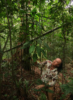 Patrick Blanc looking at the variegated leaves of a Dracaena looking like a giant D. goldieana, Ebodje, Campo, Cameroon, March 2018