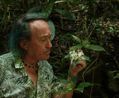 Patrick Blanc looking at the white flowers of a Pavetta, Kaeng Krachan NP, Thailand, March 2022