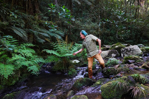 Patrick Blanc looking at the widespread but native Osmunda regalis in a forest fast flowing stream, Mantadia NP, Madagascar, Aug. 2024