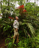 Patrick Blanc looking at the young bright red fronds of Blechnum milnei, Des Voeux peak, Taveuni, Fiji, Aug. 2016