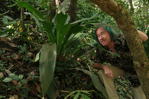 Patrick Blanc looking at Tupistra muricata, Doi Inthanon NP, 800 m asl, Thailand, Nov. 2018