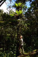 Patrick Blanc looking at two basket shaped clumps of the epiphytic Riedelia geluensis, Tari, 2000 m asl, Hela, Papua New Guinea, March 2016