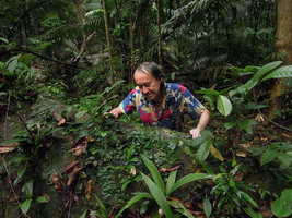Patrick Blanc looking at two shingle leaved climbers, Pothos ovatifolius and the elusive Piper clypeatum, Tioman, Malaysia, April 2015